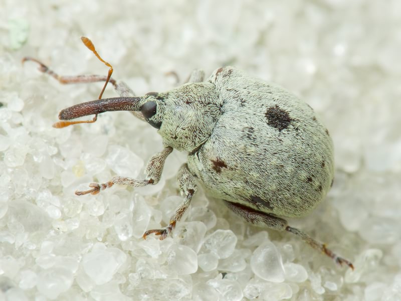 Cionus olivieri Rosenschold, 1838